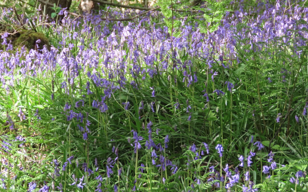 The Bluebells of Scotland