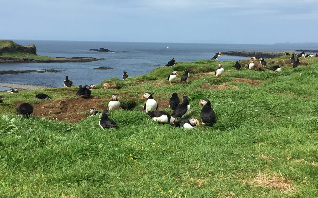 Puffin Rock