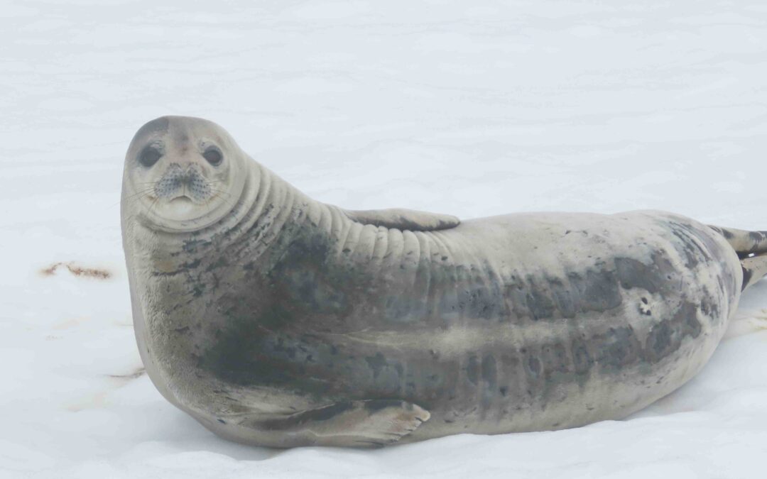 Deception Island, South Shetland Islands