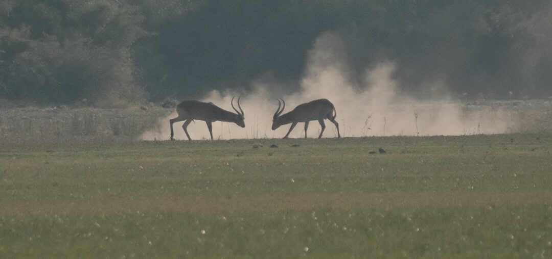 Botswana Day 6