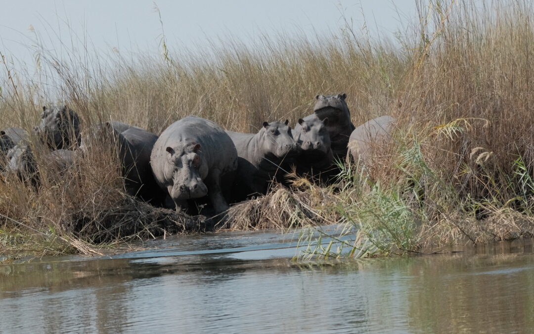 Botswana Day 8